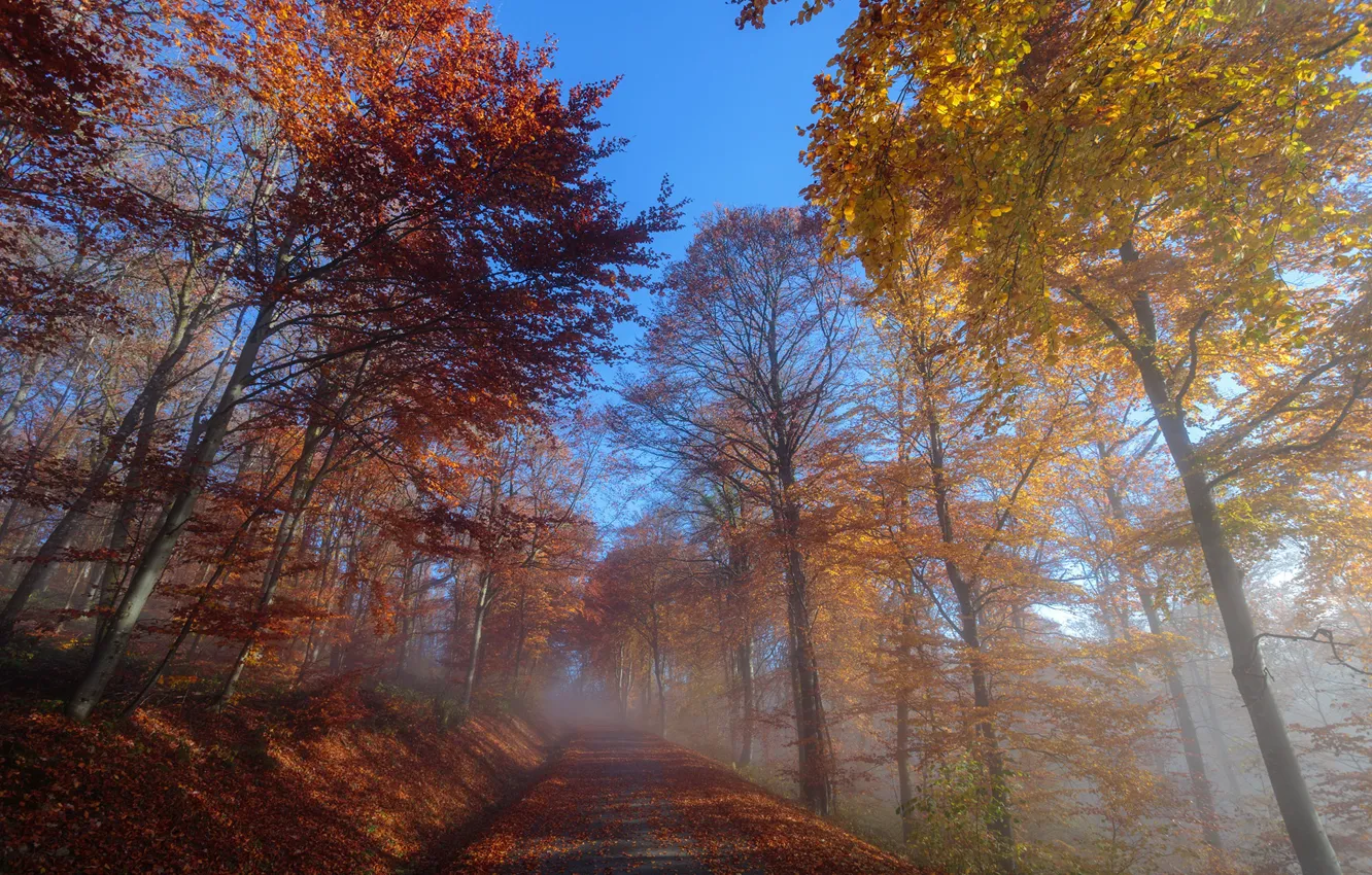 Фото обои дорога, осень, туман, утро