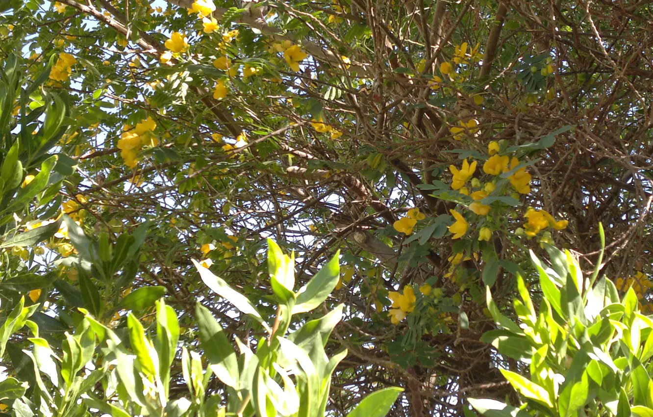 Фото обои зелень, листва, цветущее дерево, желтые цветочки, природный фон