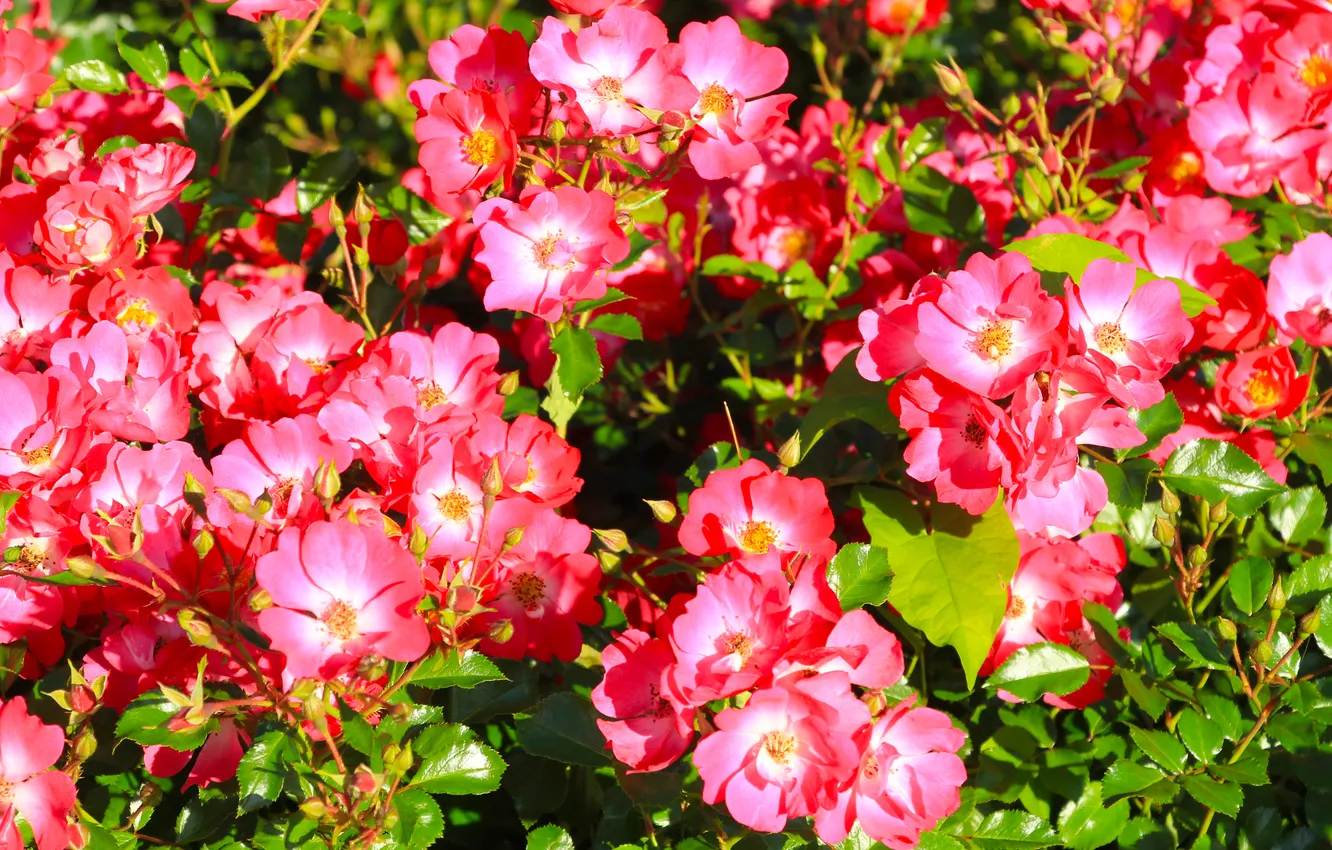 Фото обои red, flower, roses, small