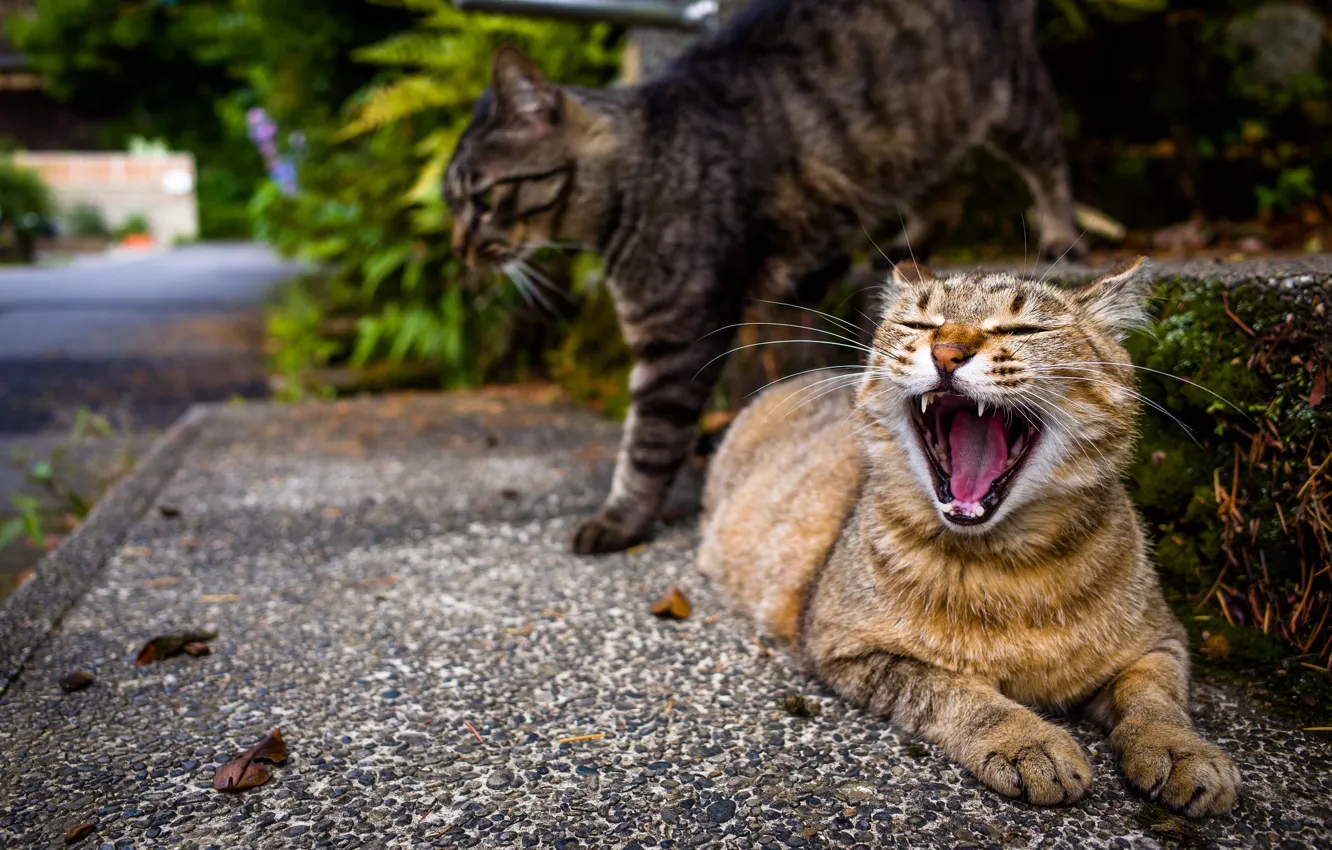 Фото обои кот, улица, зевает