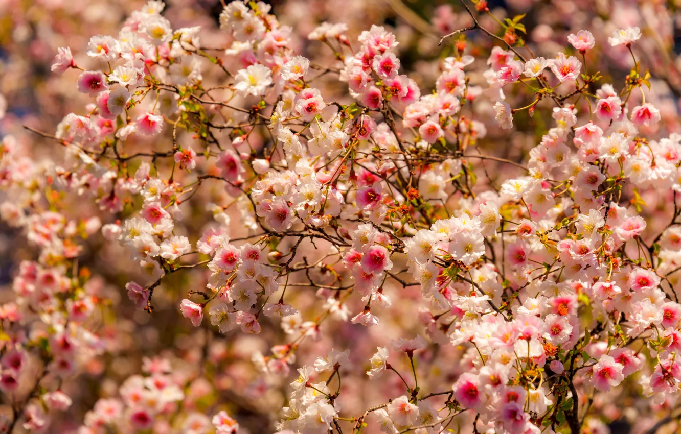 Фото обои деревья, цветы, природа, весна, trees, nature, flowers, spring