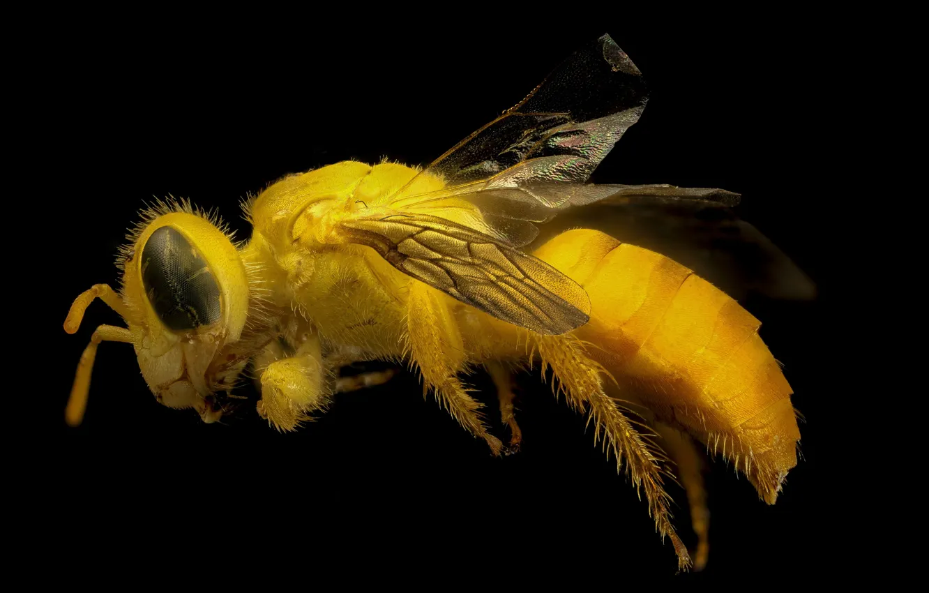 Фото обои пчела, крылья, насекомое, жёлтая
