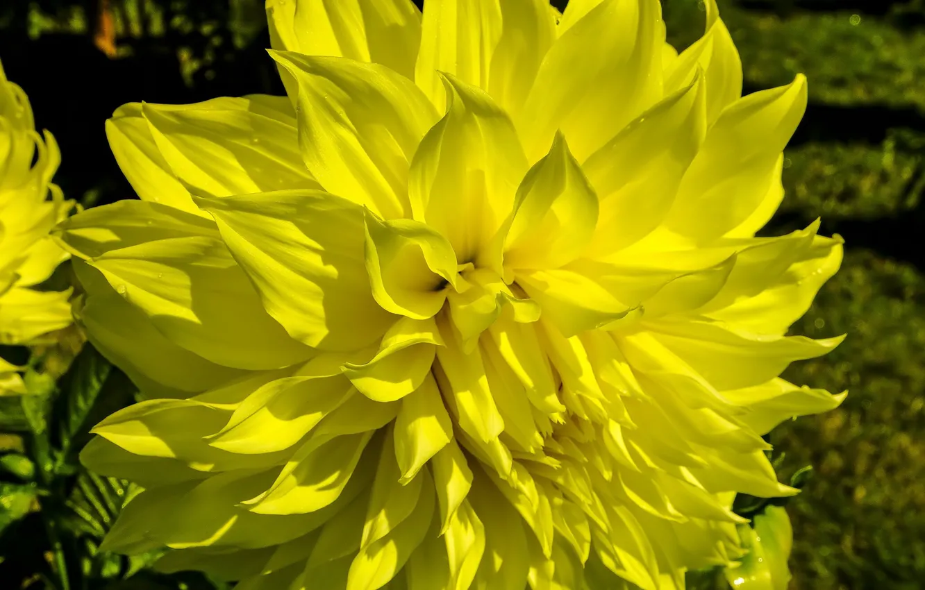 Фото обои Цветок, Георгина, Желтая георгина