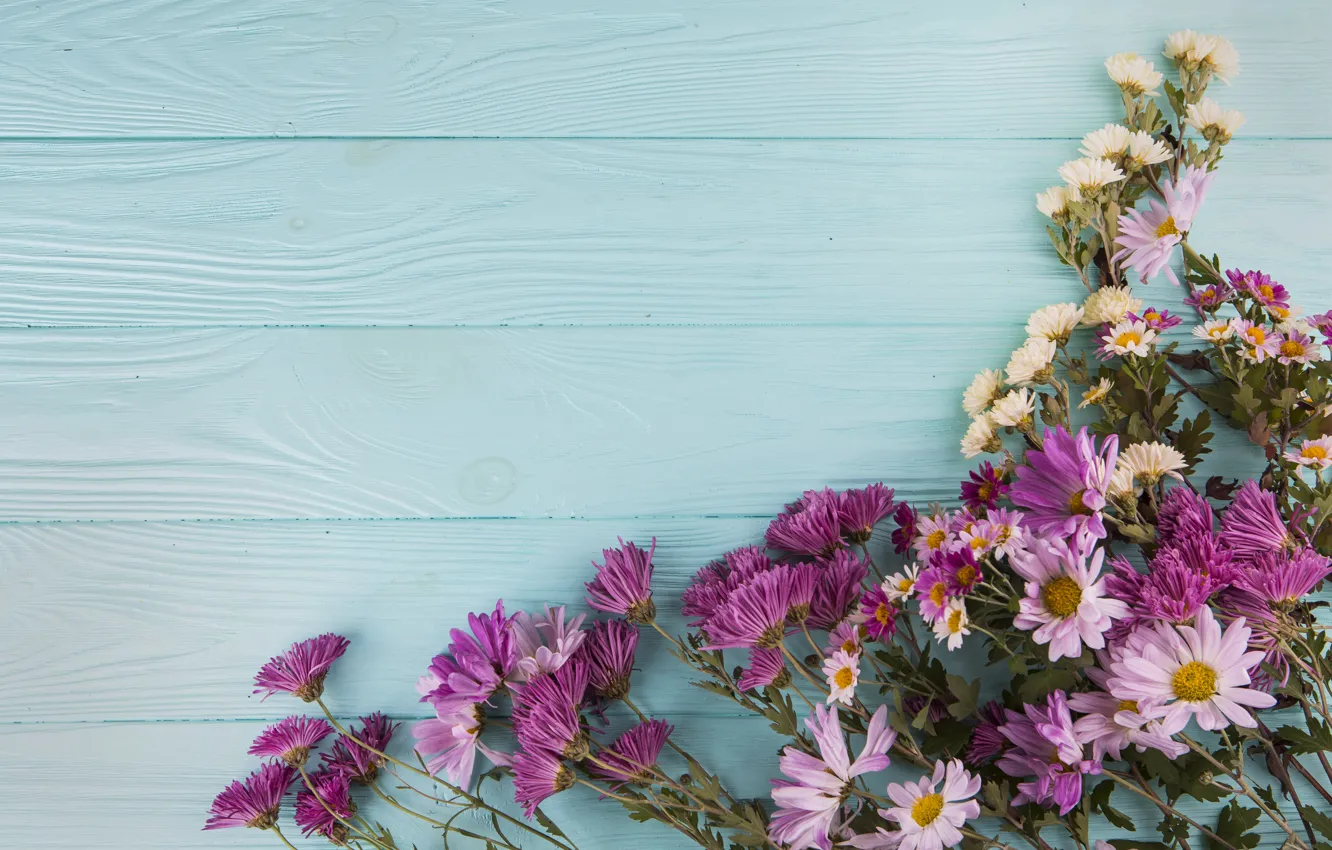 Фото обои цветы, хризантемы, wood, flowers, beautiful, spring, purple, multicolored