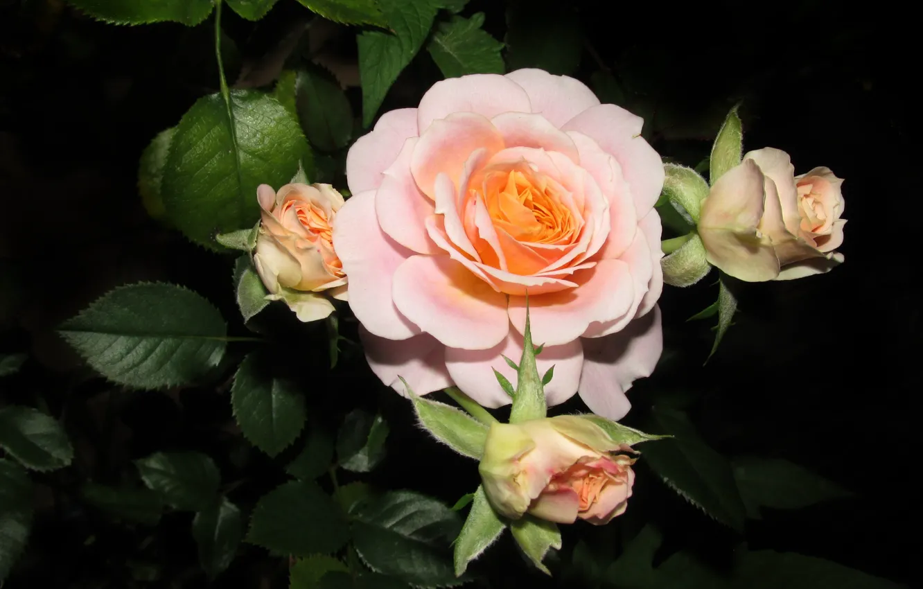 Фото обои цветы, роза, куст, бутоны