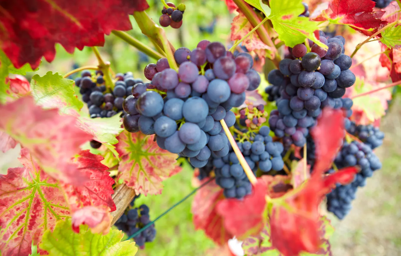 Фото обои осень, листья, природа, ягоды, урожай, виноград, красные, грозди