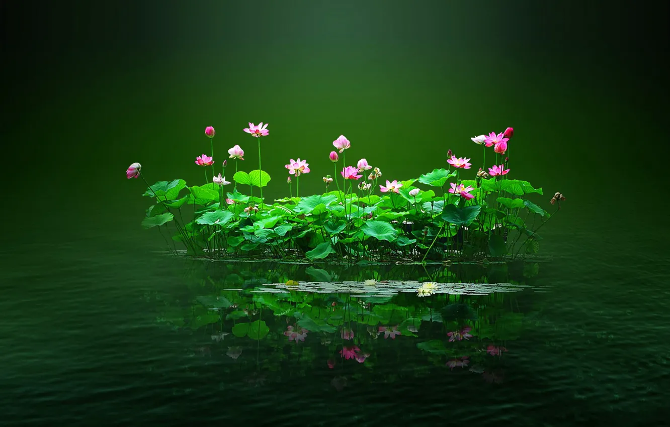 Фото обои листья, вода, цветы, пруд, островок