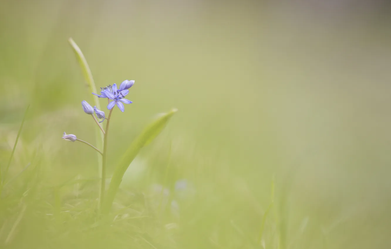 Фото обои цветок, фон, голубой, размытость, весенний