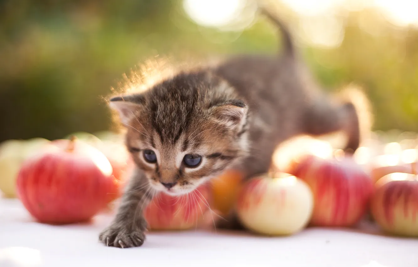 Фото обои яблоки, котёнок, шагает