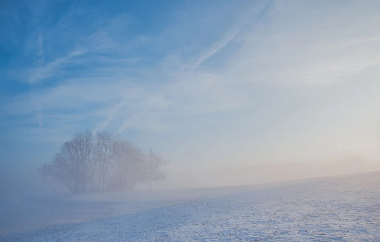 Фото обои холод, зима, снег, туман, дерево