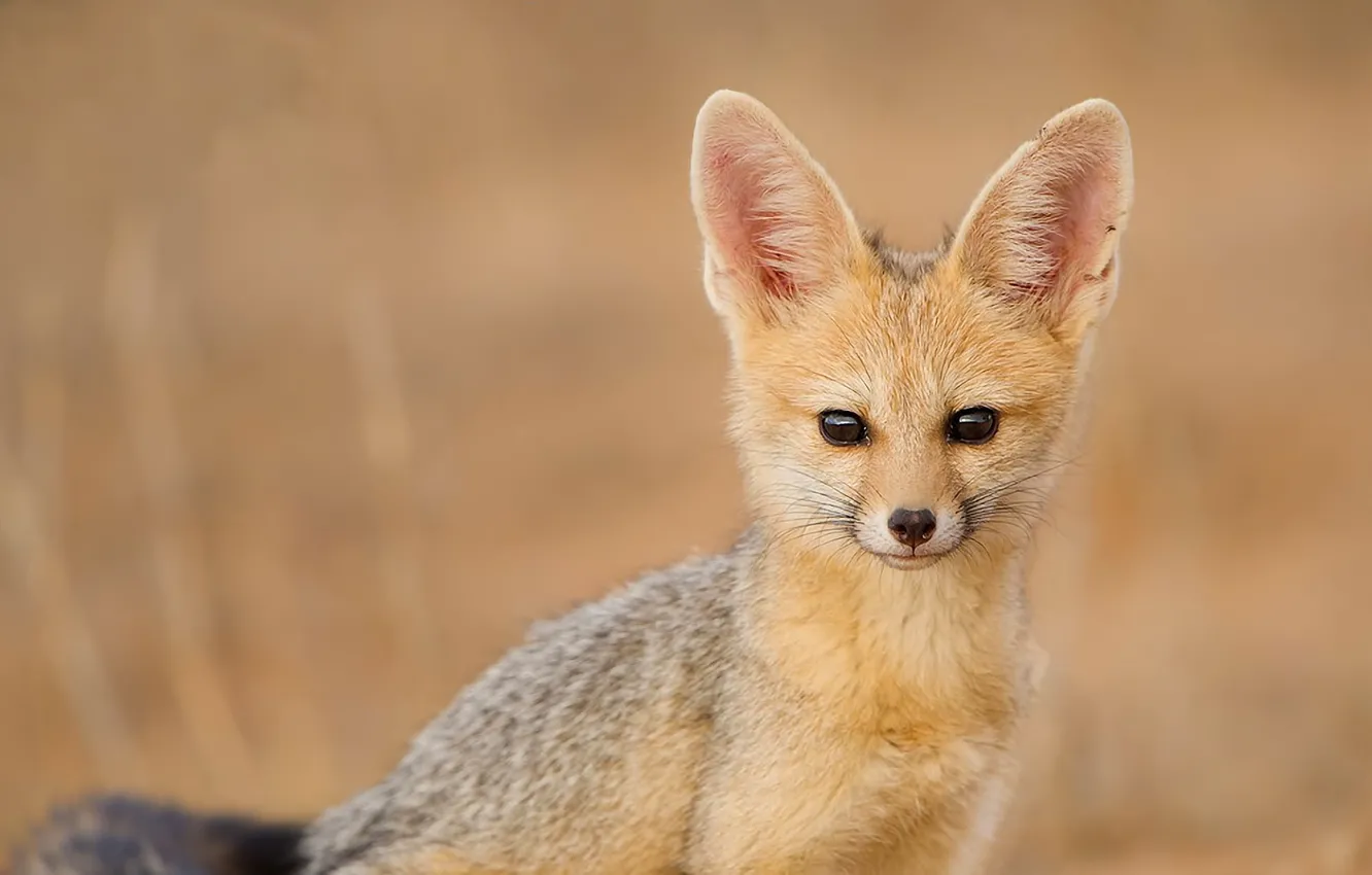 Фото обои взгляд, cape fox, южноафриканская лисица
