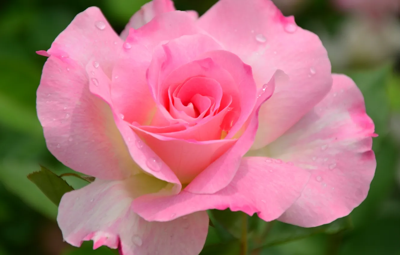 Фото обои цветок, макро, природа, розовая, роза, сад