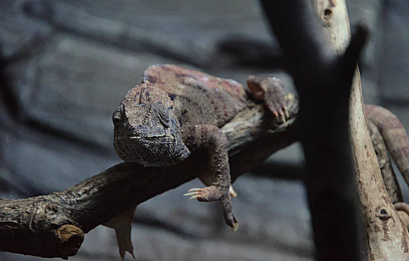 Фото обои хамелеон, животное, animals