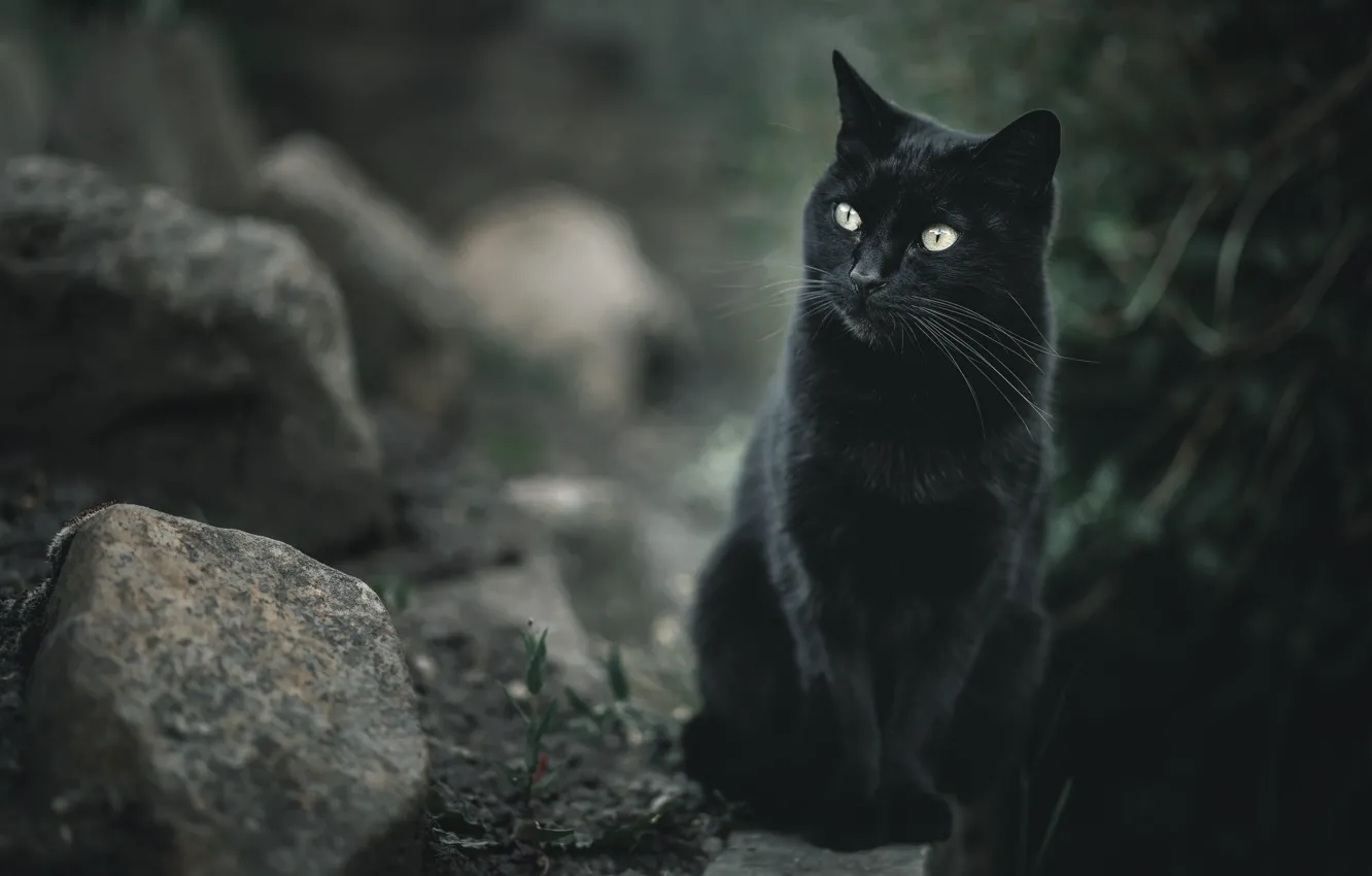 Фото обои Кошка, Кот, Чёрная