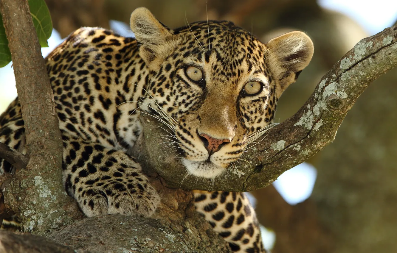 Фото обои взгляд, морда, дерево, хищник, леопард, дикая кошка