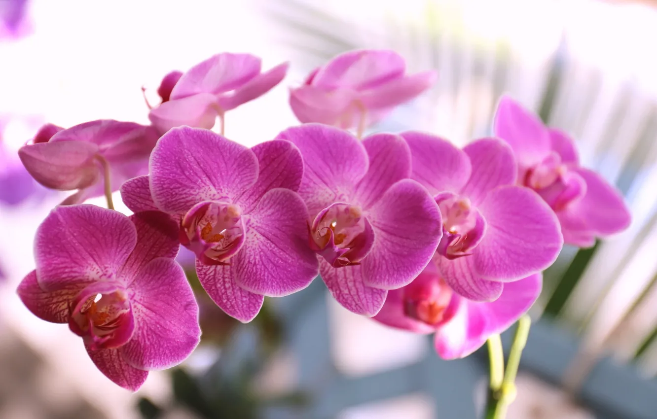 Фото обои лепестки, цветение, фиолетовая, орхидея, цветки
