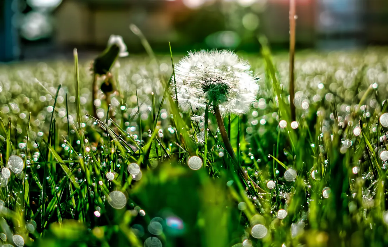 Фото обои трава, свет, роса, блики, одуванчик, поляна