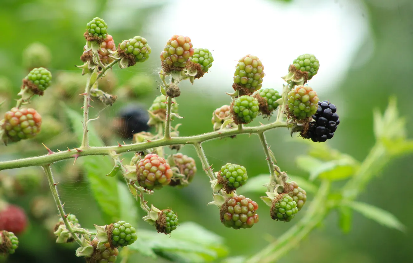 Фото обои fruit, plant, twig