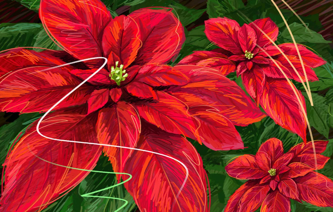 Фото обои листья, цветы, красный, зеленый, poinsettia