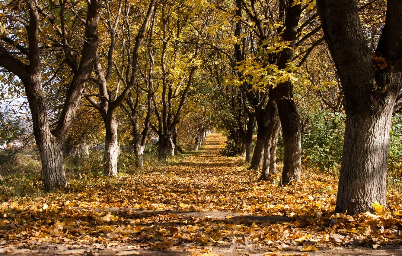 Фото обои осень, листья, деревья