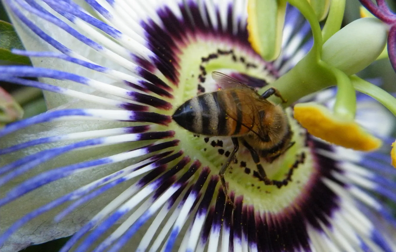 Фото обои белый, цветок, фиолетовый, пчела, пассифлора