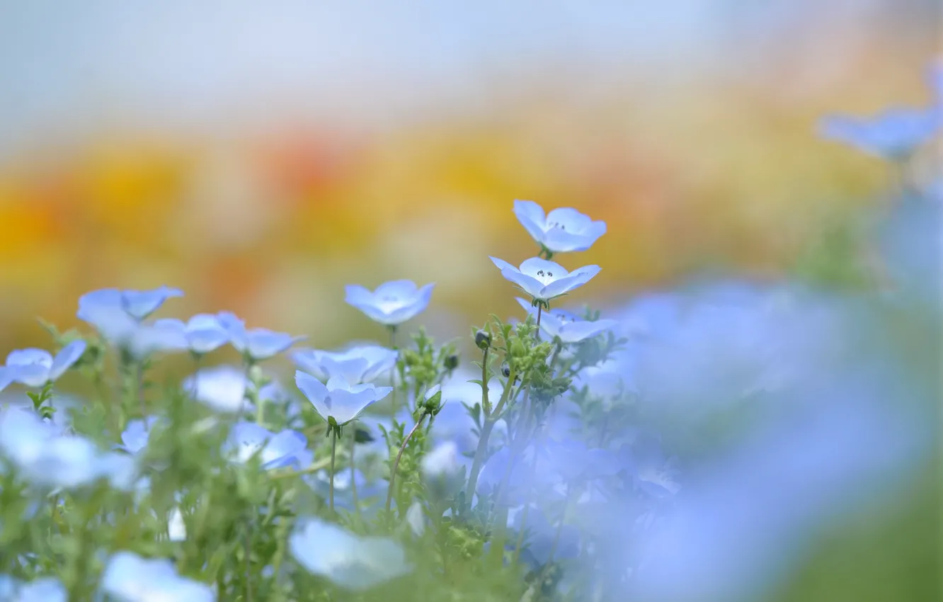 Фото обои зелень, цветы, природа, поляна, нежность, весна, размытость, голубые