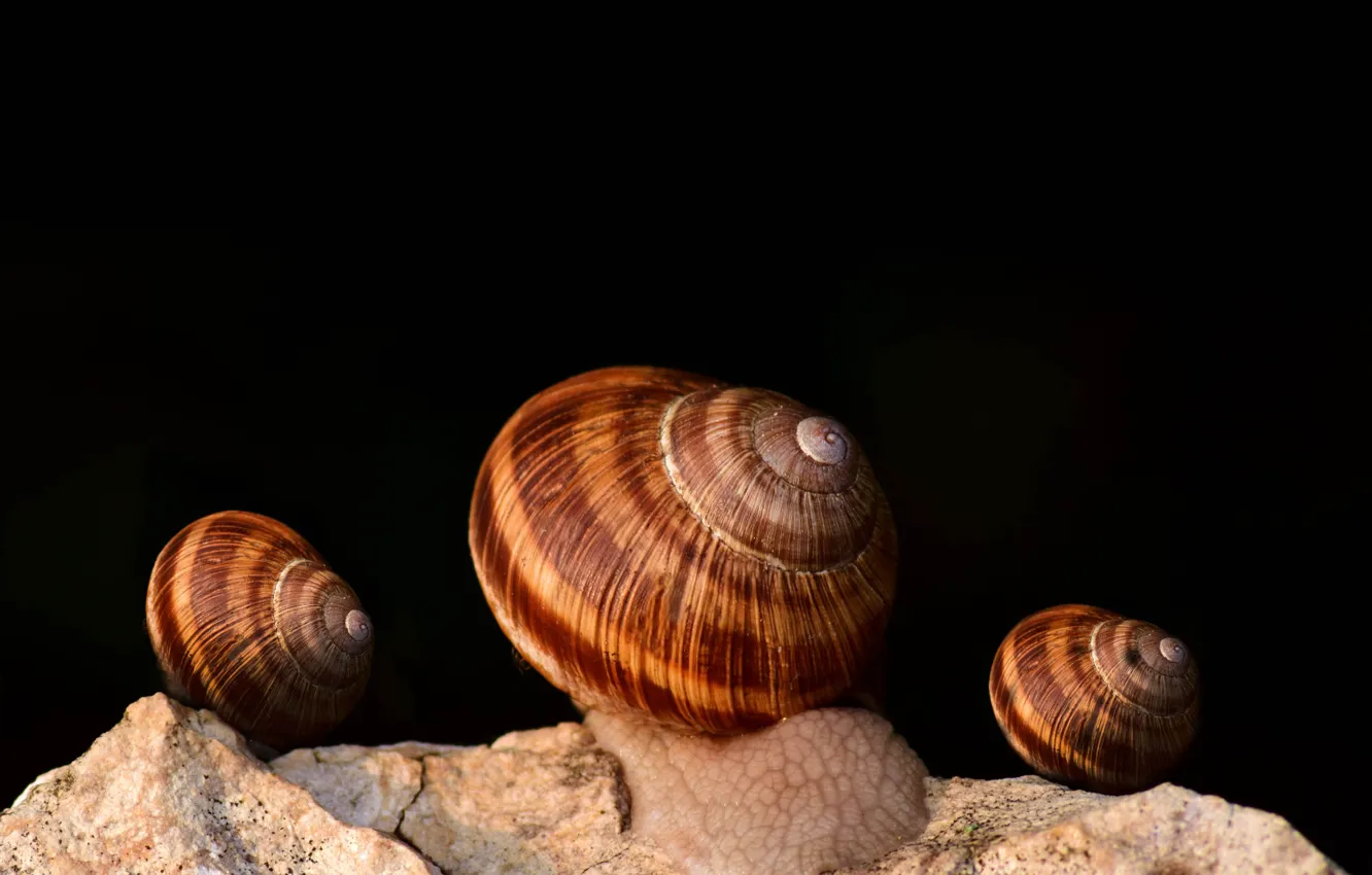Фото обои landscape, rocks, shells, snails