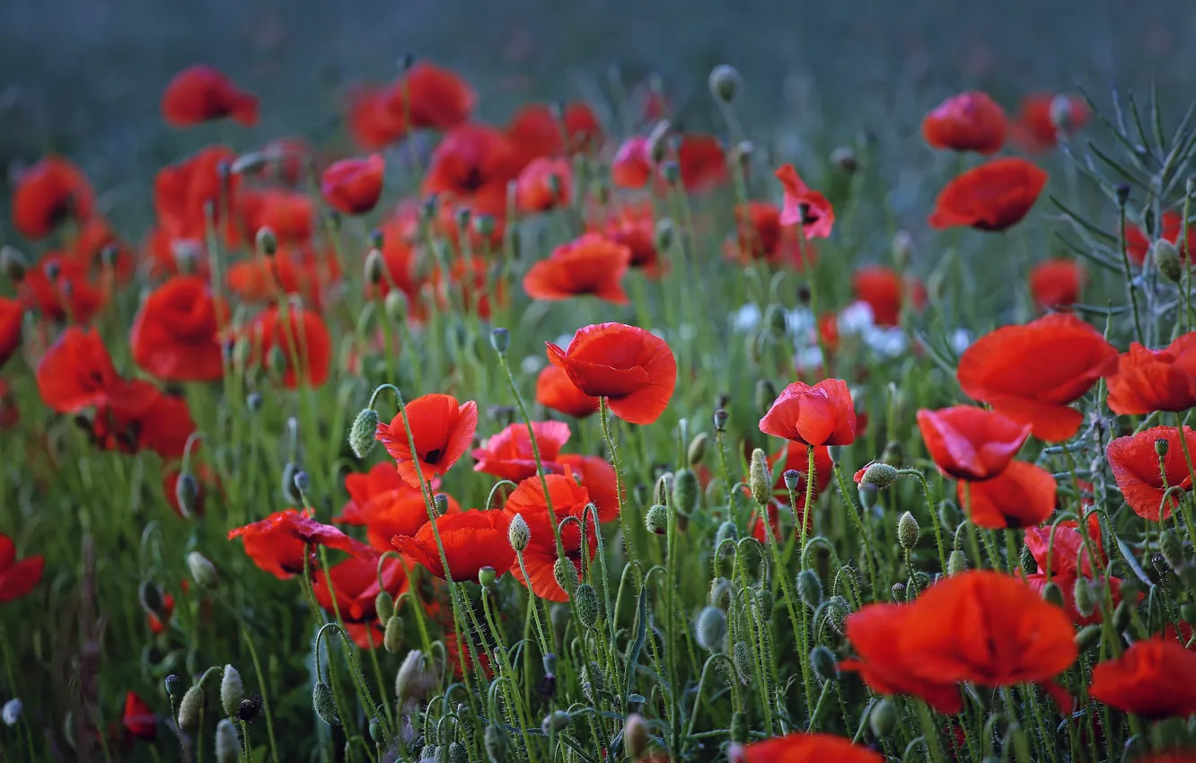 Фото обои поле, лето, цветы, красный, мак, маки, луг, много