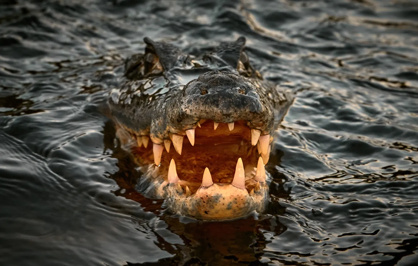 Фото обои вода, зубы, голова, крокодил, пасть, Александр Гиль