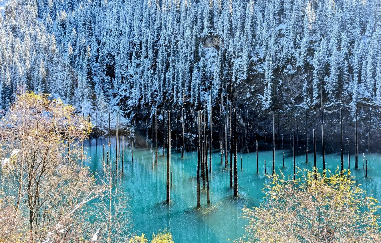 Фото обои forest, trees, water, cold