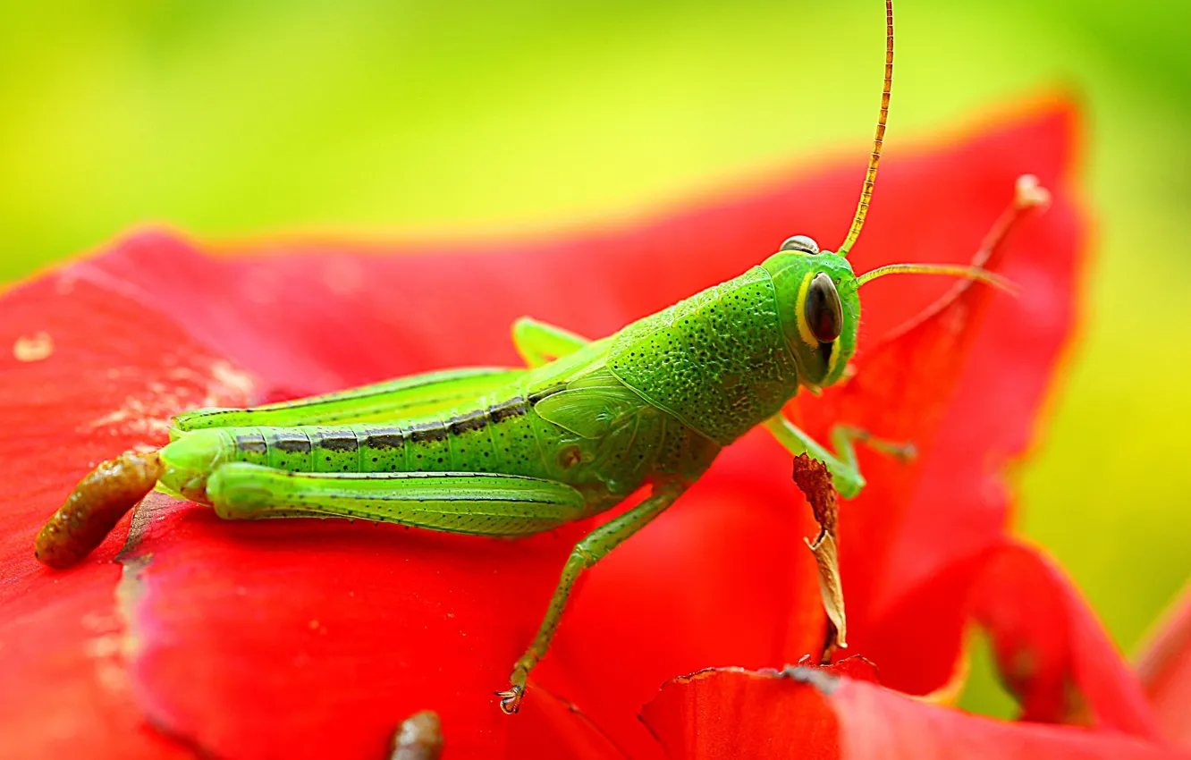 Фото обои green, red, exoskeleton, flower, nature, eyes, wings, animal