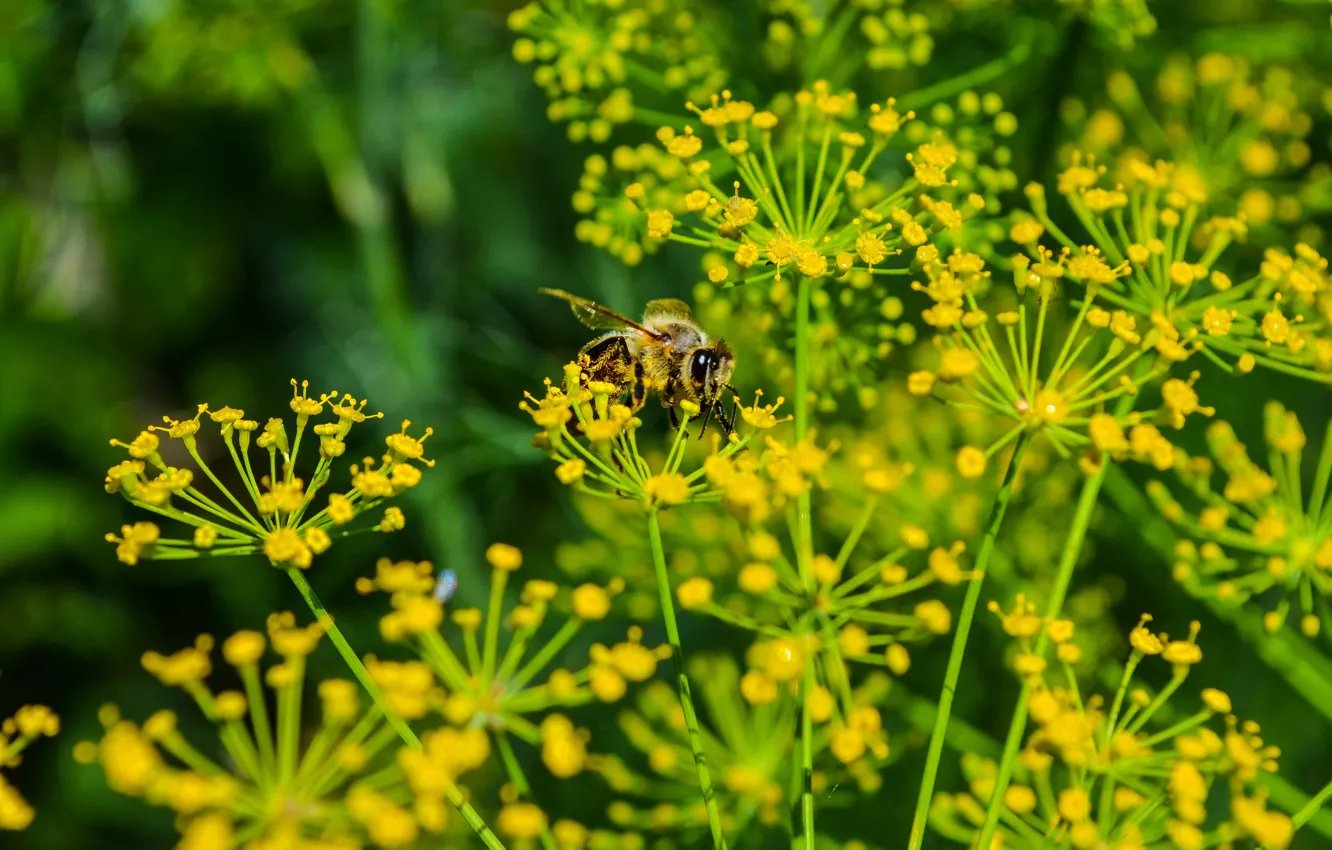 Фото обои лето, макро, природа, зеленый, пчела, укроп, насекомое, bee