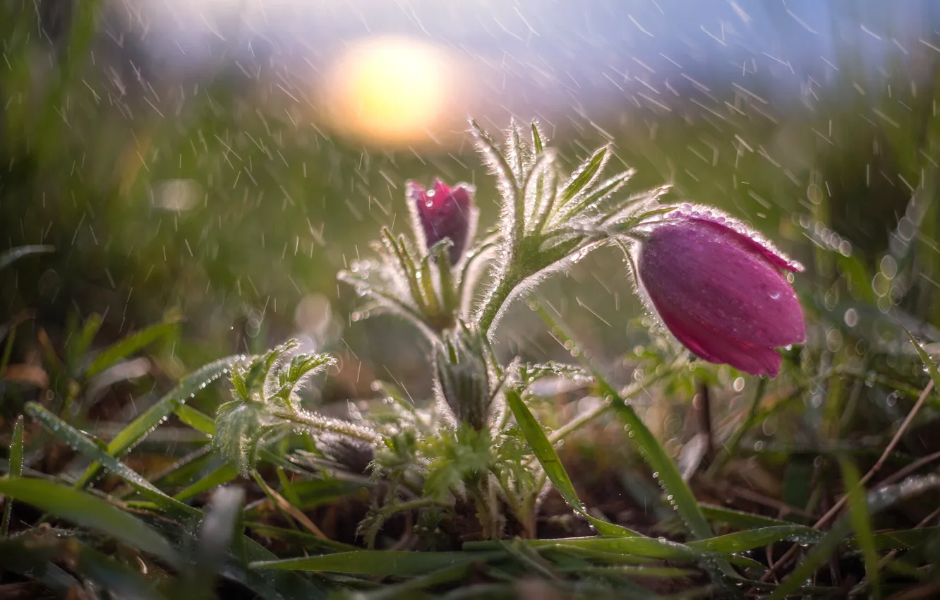 Фото обои трава, вода, капли, макро, природа, дождь, весна, первоцвет