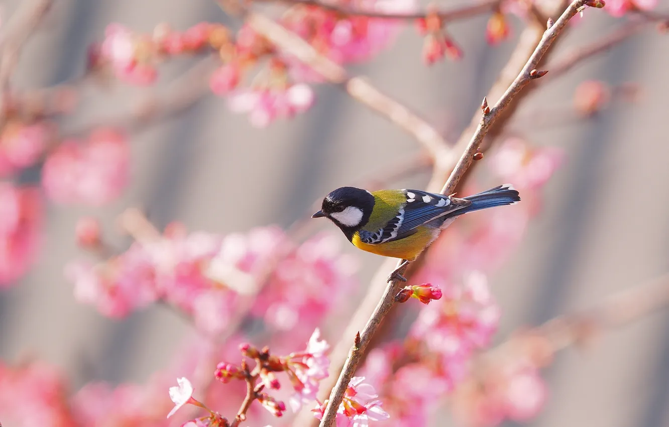 Фото обои птица, весна, сакура, синица