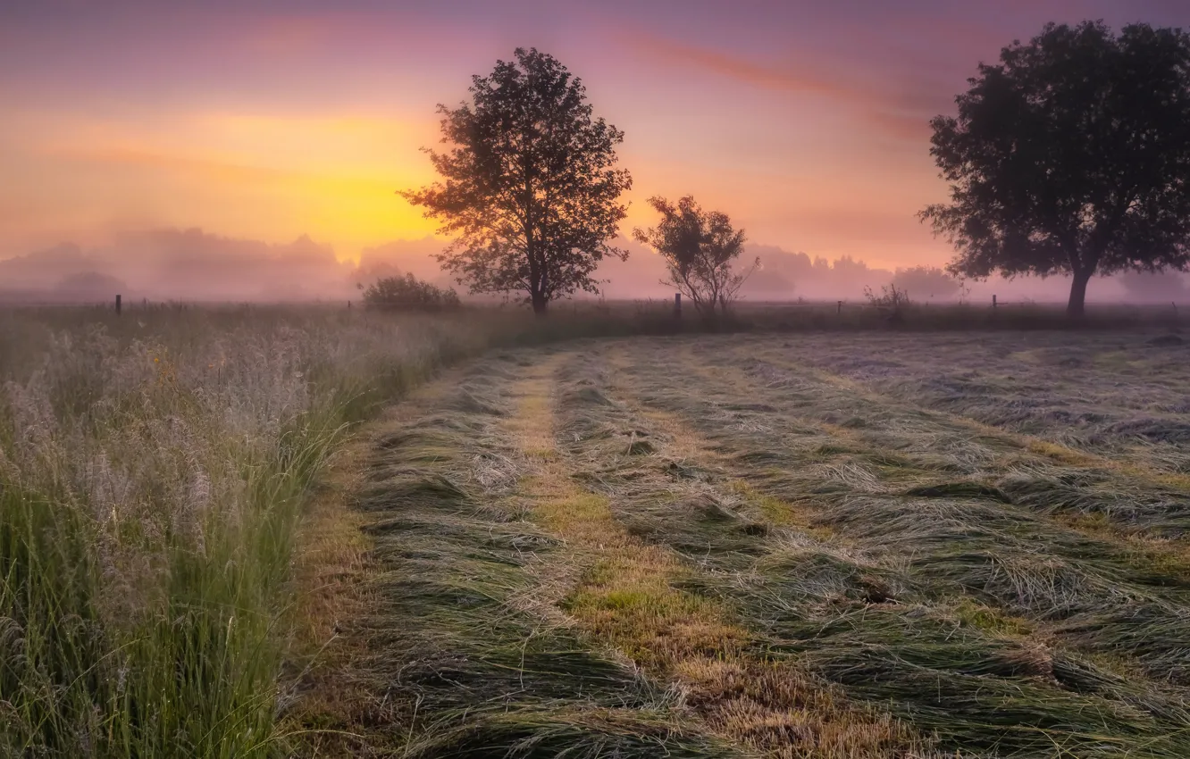 Фото обои поле, деревья, туман, рассвет, даль, утро, колоски, сено