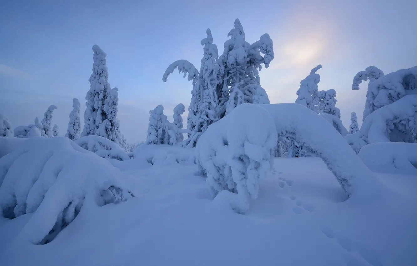 Фото обои зима, снег, деревья, следы, сугробы, Финляндия, Лапландия