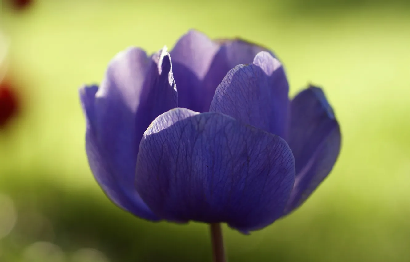Фото обои цветок, фиолетовый, макро, солнечно, анемона, Anemone