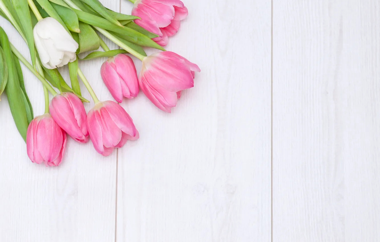 Фото обои белый, фон, тюльпаны, розовые