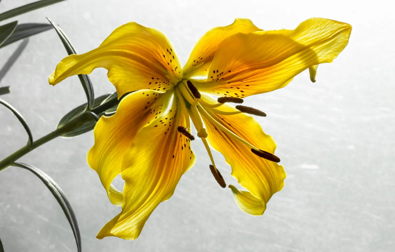 Фото обои цветок, лилия, лепестки