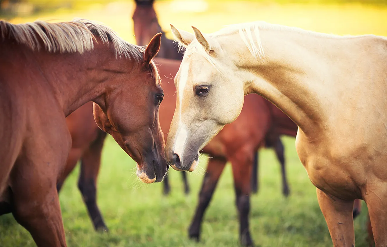 Фото обои животные, трава, природа, кони, пара, Лошади