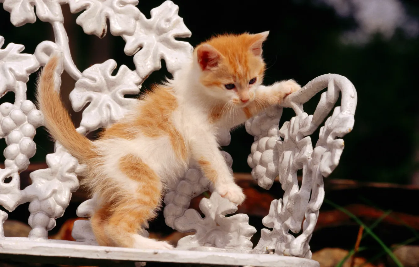 Фото обои кошка, кот, cat