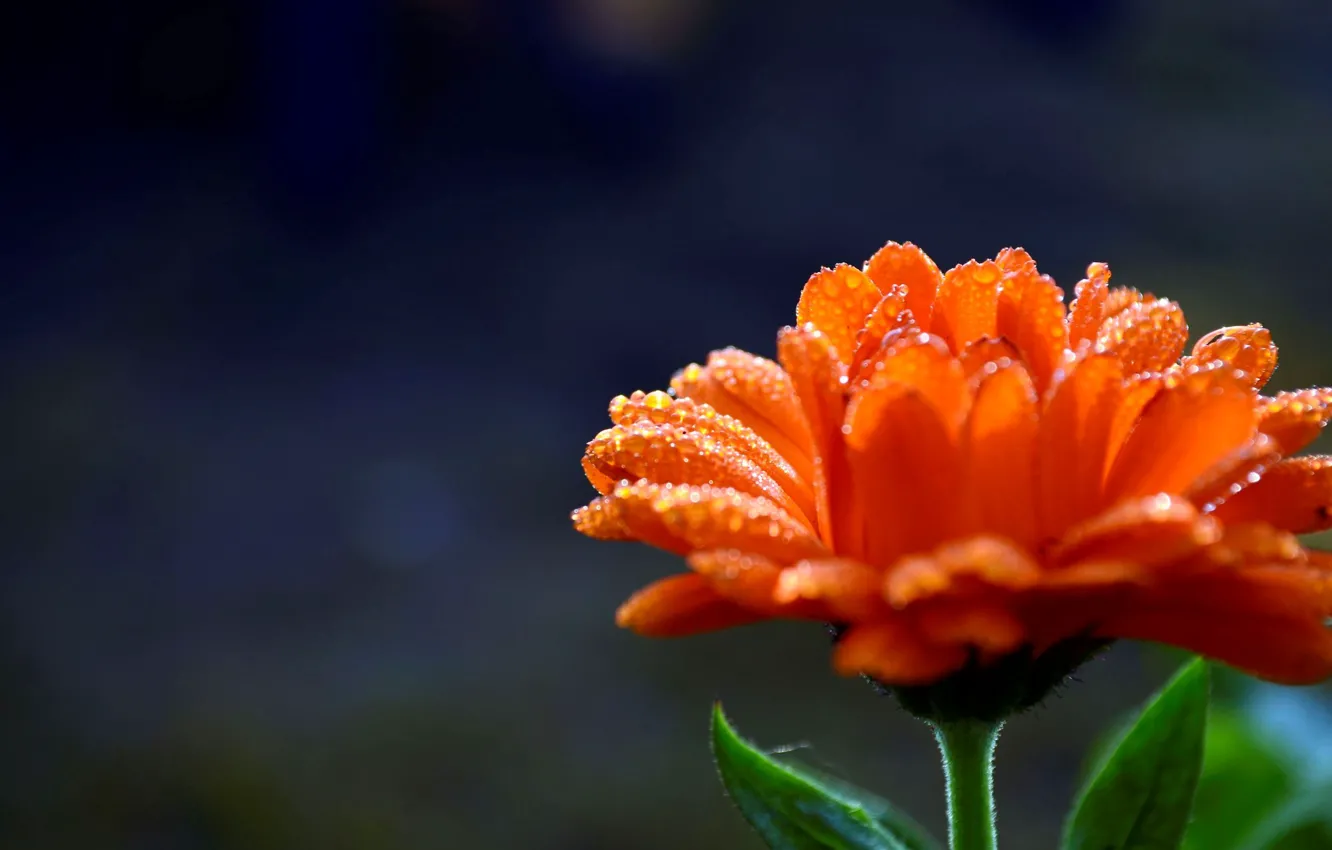 Фото обои цветок, вода, капли, цветы, оранжевый, роса, фон, widescreen