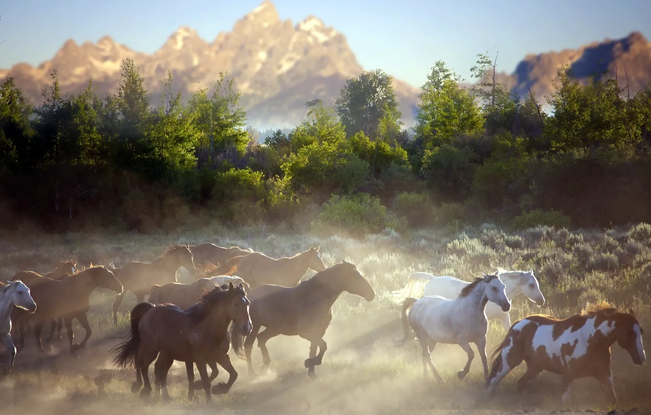 Фото обои горы, природа, кони, пыль, утро