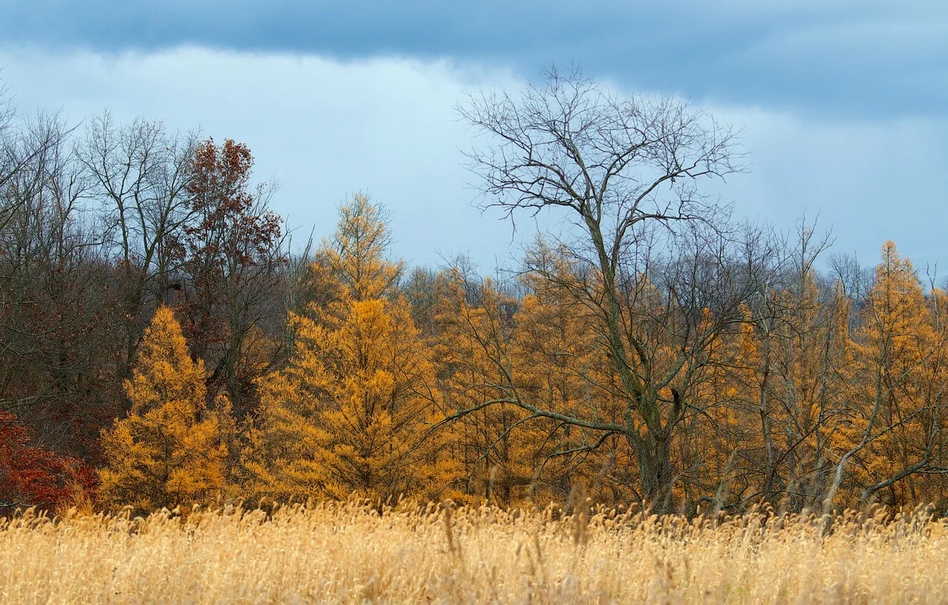 Фото обои поле, осень, небо, трава, деревья, тучи