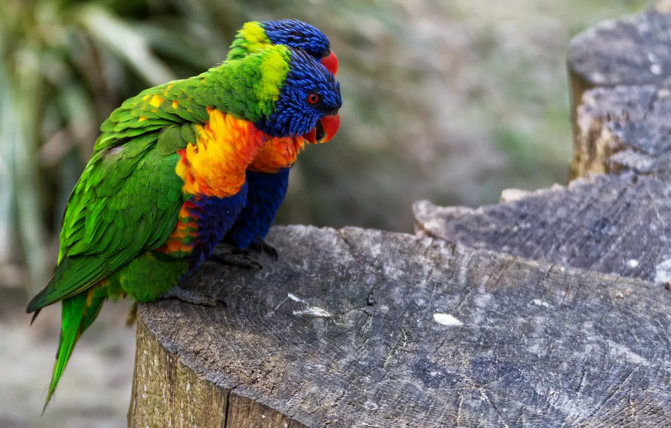 Фото обои птицы, пара, попугаи, боке, Многоцветный лорикет