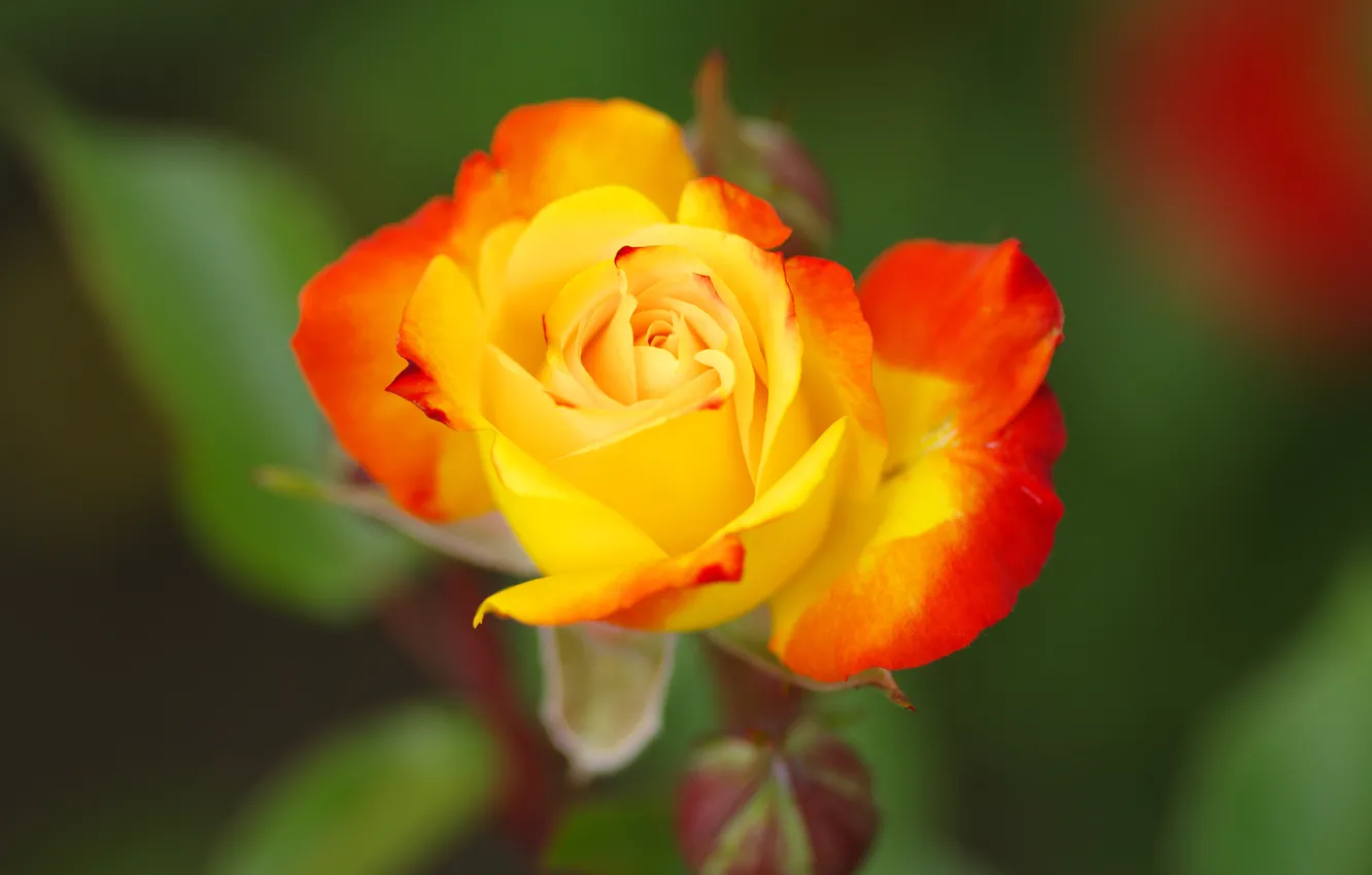 Фото обои цветок, зеленый, фон, роза, бутон, желтая, с красным
