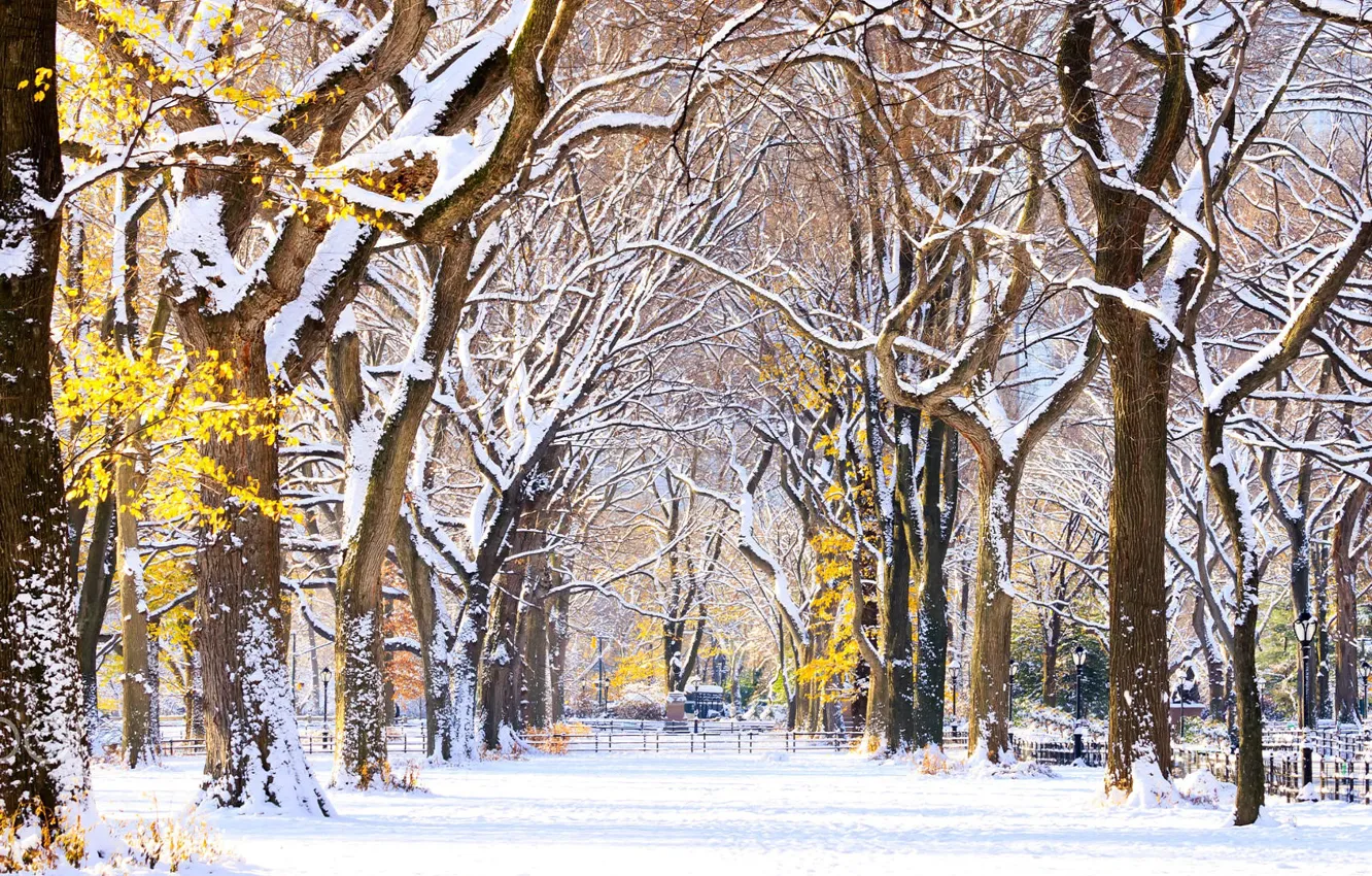Фото обои аллея, New York, usa, Central Park, первый снег