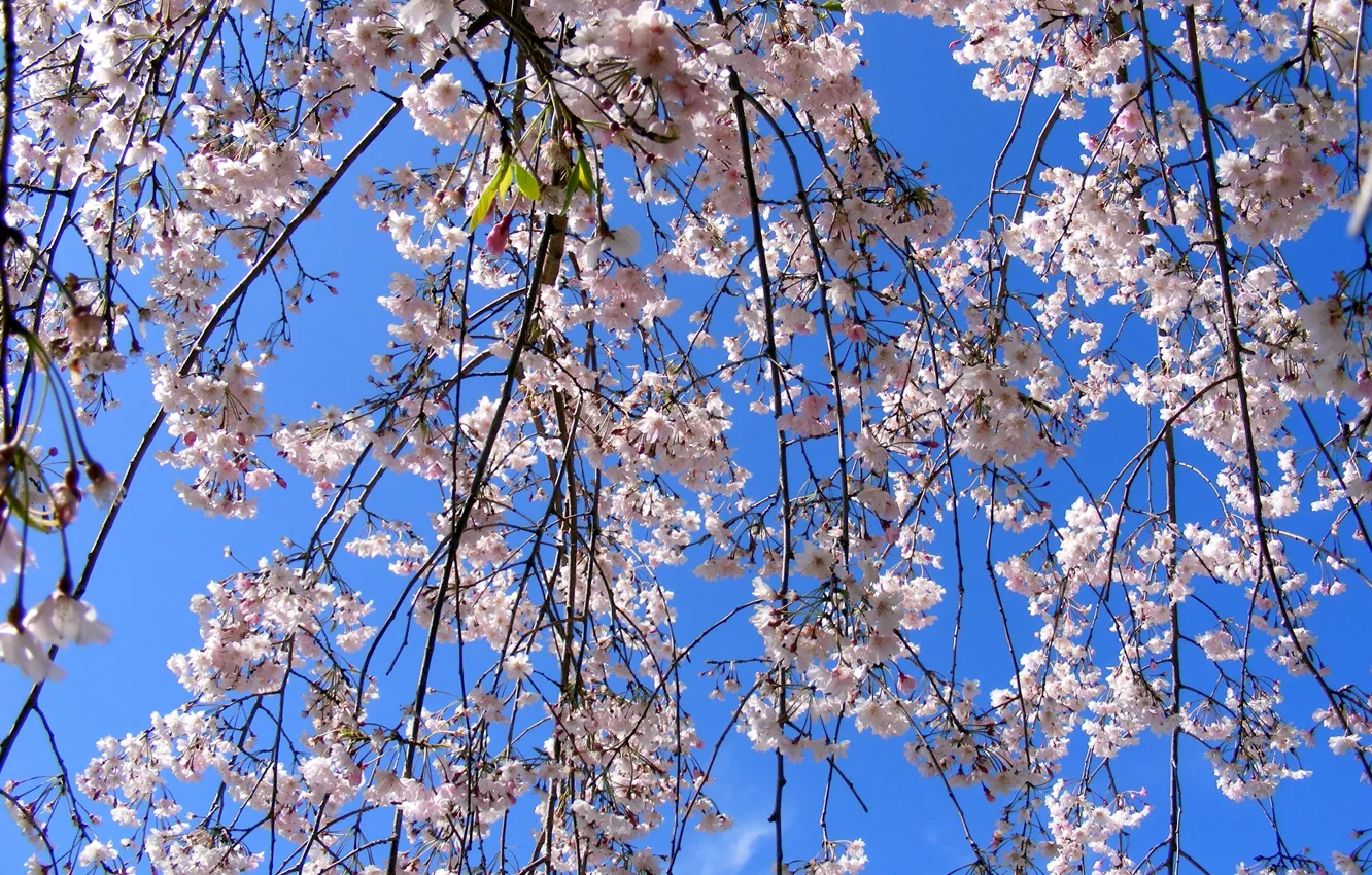 Фото обои Весна, Spring, Цветение, Flowering