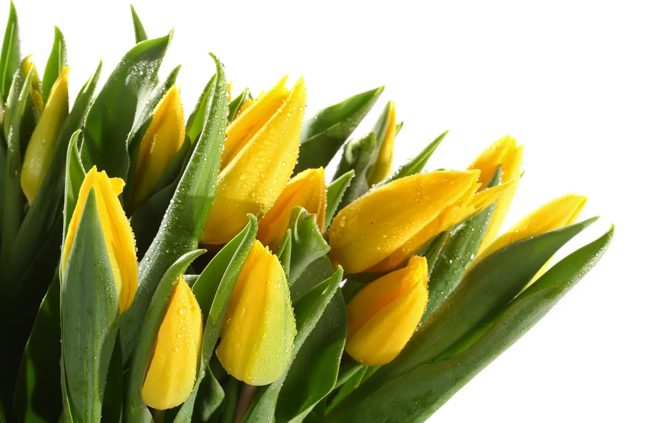 Фото обои листья, капли, бутоны, жёлтые тюльпаны