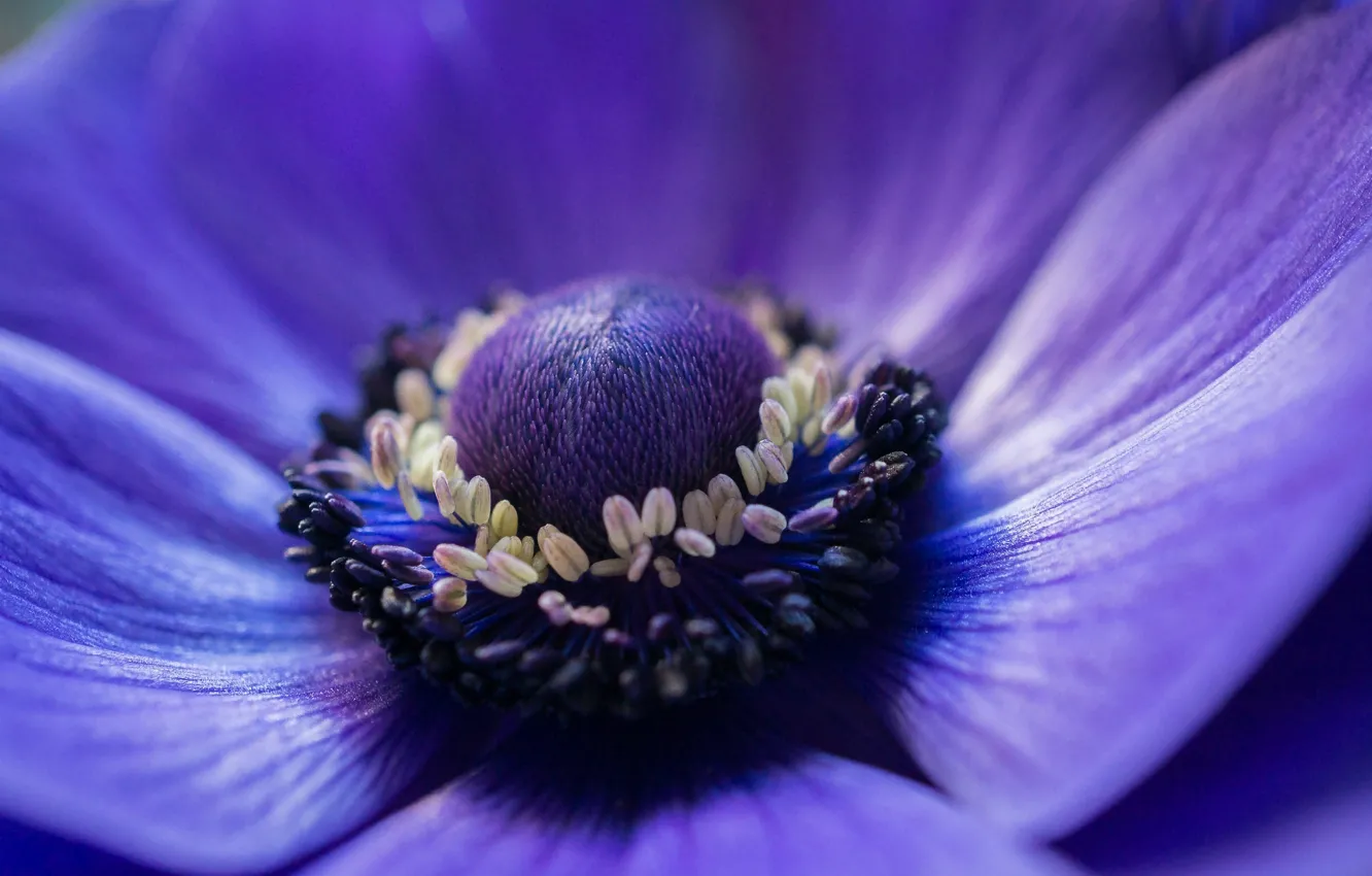 Фото обои цветок, макро, синий, фокус, лепестки, Анемона, ветреница